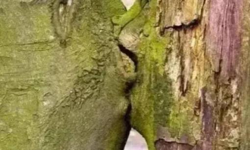 Trắc nghiệm tâm lý: Điều đầu tiên bạn nhìn thấy trong bức tranh là gì? Kiểm tra đặc điểm tính cách của bạn