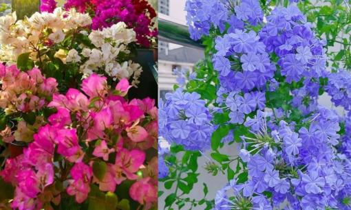 3 loài hoa dễ trồng và đẹp, không cần kinh nghiệm cũng có thể 'bùng nổ'