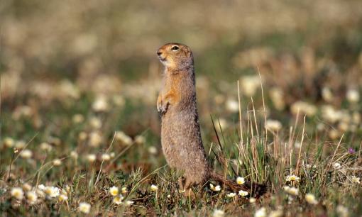 Làm thế nào mà động vật ngủ đông biết khi nào chúng cần thức dậy?