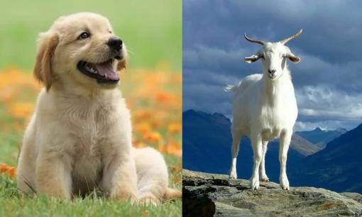 Tử vi 12 con giáp thứ 5 ngày 2/3/2023: Tuổi Tuất mọi việc thuận lợi, Mùi tài lộc xuống dốc