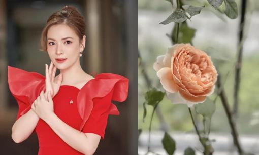 Đan Lê bật mí bí quyết chăm sóc hoa hồng trổ bông liên tục, to và đẹp