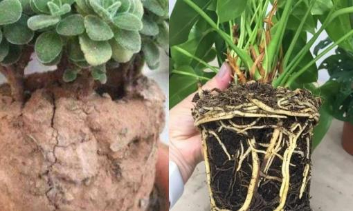 Mùa xuân đến rồi, hoa có 4 tình huống cần cân nhắc thay chậu