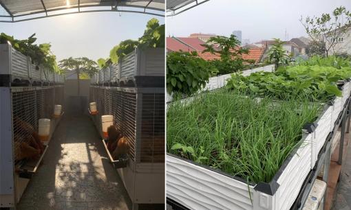 Bổ đảm nuôi gà trên sân thượng, tận dụng phân để bón cho rau sạch