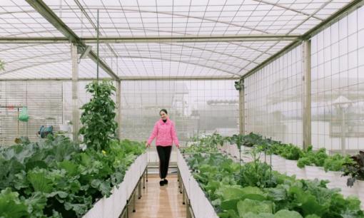 Mẹ đảm Lào Cai khoe vườn rau trên sân thượng xanh mướt, cho năng suất cao và bí quyết chăm sóc đơn giản