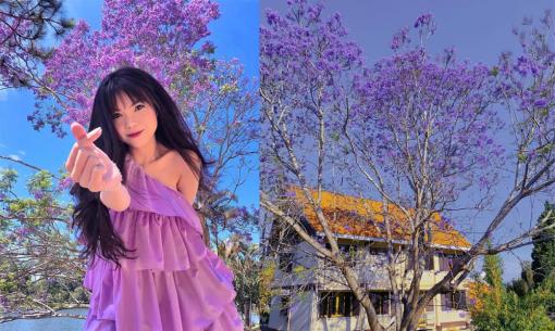 Tháng 3, giới trẻ đua nhau lên Đà Lạt check-in với hoa phượng tím đầy thơ mộng