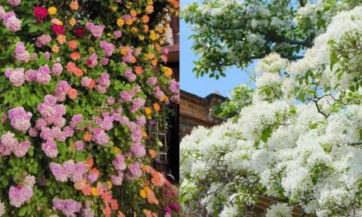 Trồng 5 loại 'cây hoa' trong sân nhà, khoe sắc như 'thác nước' đẹp mắt, ngoạn mục