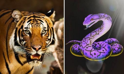 Tử vi 12 con giáp chủ nhật ngày 12/3/2023: Tuổi Tỵ tài lộc thăng hoa rực rỡ, Dần gặp nhiều khó khăn