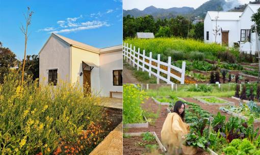 Bị bệnh trầm cảm, cô gái bỏ phố về quê, chăm sóc vườn rau để 'chữa lành tâm hồn'