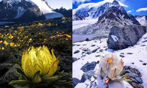 Mê mẩn vẻ đẹp của Thiên Sơn tuyết liên, loài hoa hiếm 7 năm mới nở