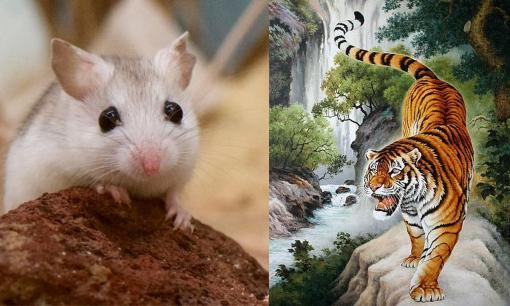 Tử vi 12 con giáp thứ 2 ngày 13/3/2023: Tuổi Tý cần đề phòng tiểu nhân, Dần hanh thông về mọi mặt