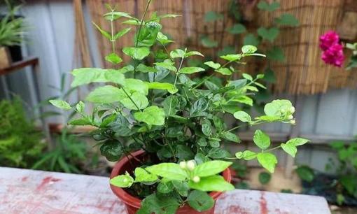 Bốn dấu hiệu này xuất hiện trong nhà, xin chúc mừng, bạn đã ăn ở rất tốt!