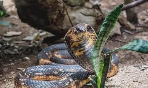 Loài rắn độc nhất thế giới, được mệnh danh là vua của các loài rắn độc, thường ăn thịt các loài rắn khác