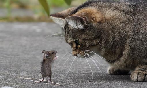 Tử vi 12 con giáp thứ 3 ngày 14/3/2023: Tuổi Tý vướng phải thị phi, Mão tiền bạc dồi dào