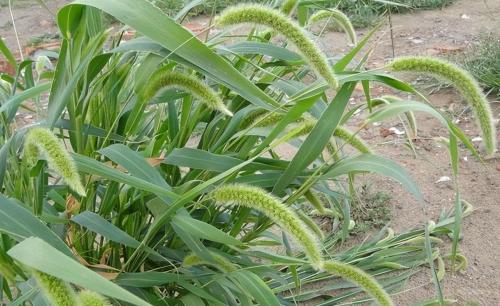 'Cỏ đuôi chó' là bảo bối, đun lấy nước uống hay giúp bạn giải 6 vấn đề này