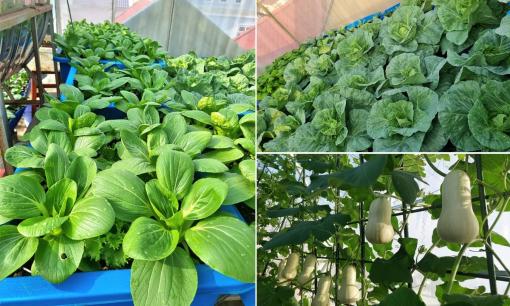 Tận dụng vỏ trứng, mẹ đảm trồng rau trên sân thượng cho năng suất cao