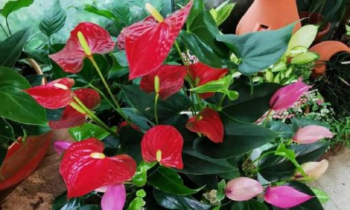 Không gian nhà dù nhỏ đến đâu cũng phải trồng 5 loại hoa nở đẹp, dễ trồng, hoa cả nửa năm mới tàn