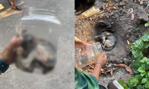 Bé gái dìm chết 2 chú mèo rồi giấu xác trong hũ nhựa, phản ứng của phụ huynh mới gây bức xúc