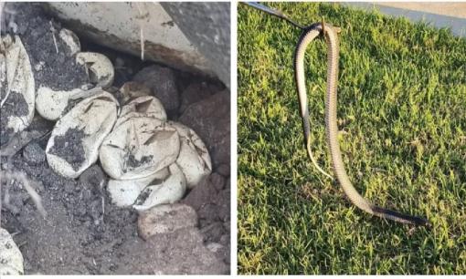 Phát hiện ổ của loài rắn độc thứ 2 thế giới với 110 quả trứng đã nở tại nhà riêng, chuyên gia: 'Có thể suy thận sau khi bị cắn'