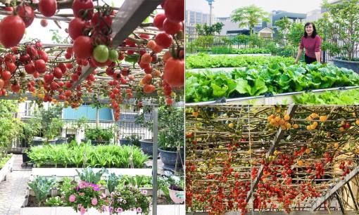 Cô giáo về hưu cùng chồng vác vài trăm bao đất lên sân thượng trồng rau, thành quả cực mê