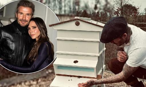 Victoria Beckham lại chọc ghẹo chồng khi nhìn anh thu thập mật ong