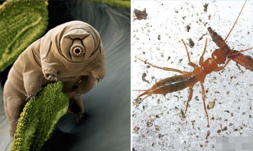 6 sinh vật có thể sống sót sau chiến tranh hạt nhân và tận thế 