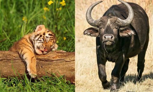 Tử vi 12 con giáp thứ 3 ngày 21/3/2023: Tuổi Dần sự nghiệp hanh thông thuận lợi, Sửu có nguy cơ mất tiền