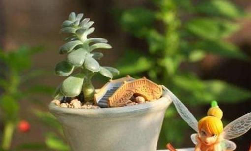 Trắc nghiệm tâm lý: Chọn một chậu hoa và trắc nghiệm xem bạn có phải là người thông minh không?