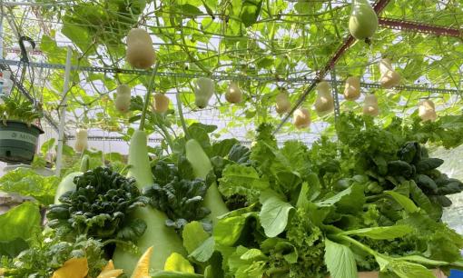 Trồng cây trên sân thượng, muốn xanh tốt mơn mởn, đừng bỏ qua mẹo ủ phân hữu cơ này 