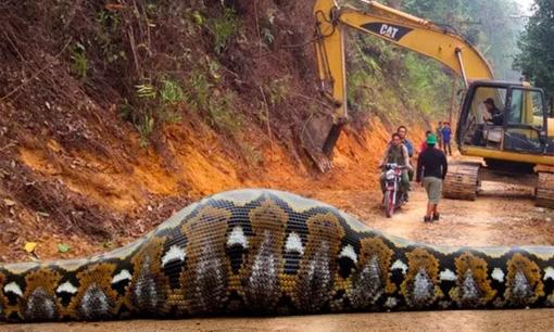 Trăn khổng lồ xuất hiện tại công trường, không tin được những gì công nhân tìm thấy bên trong bụng nó!