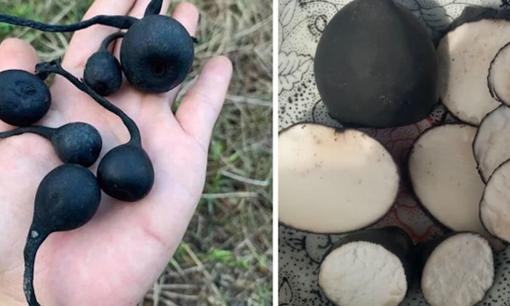 Loại củ đang được nhiều người săn lùng có thực sự là 'nhân sâm' như lời đồn?