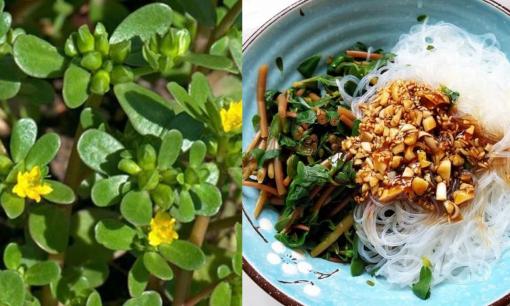 Loại rau dại chỉ hái cho lợn ăn trước kia, ai ngờ là 'cây trường thọ', cả thế giới săn lùng