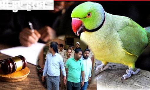 Vợ chết thảm với 14 nhát dao, vẹt cưng liên tục kêu hai chữ và không chịu ăn, giúp cảnh sát phá án giết người