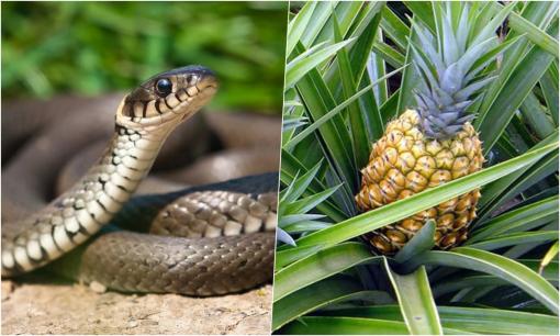 5 loài cây rắn 'mê như điếu đổ', tránh trồng nếu không muốn dụ rắn đến nhà