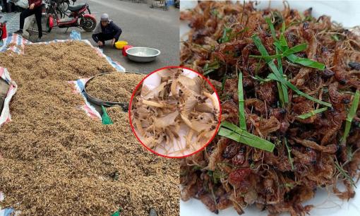 Loại đặc sản cực ngon ở sông Hồng đang vào mùa, giá bạc triệu nhưng không phải ai ở Hà Nội cũng biết