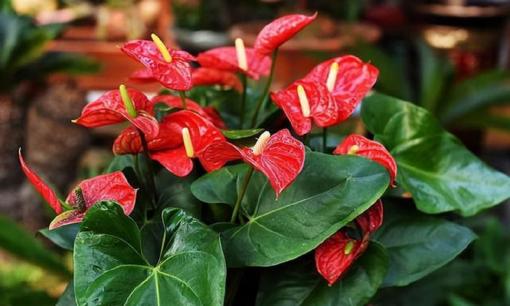 6 loại cây ưa bóng râm, trong nhà không nắng cũng sinh trưởng mạnh mẽ, lá khủng, đẹp hơn cả tranh sơn dầu