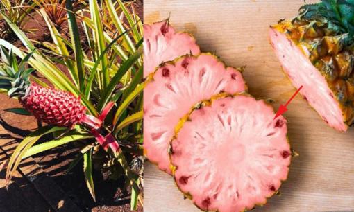 Loại dứa ruột hồng độc lạ có giá tiền triệu, nguồn gốc từ đâu và hương vị khác gì dứa thường?