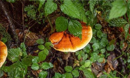 “Gần mộ xuất hiện 2 vật này, con cháu muôn đời phú quý, bạn có biết 2 vật đó là gì không?