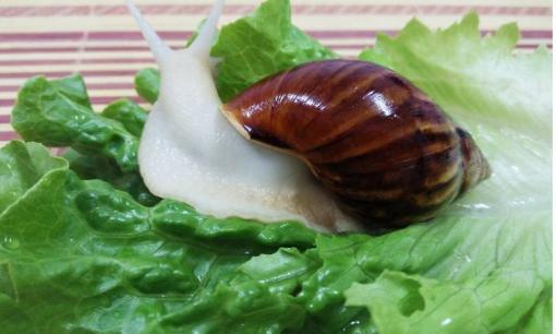 Loại ốc sống bụi rậm mà nhiều người 'ghê tởm', nay trở thành món chiên giòn ngon nổi tiếng có giá đắt đỏ, bạn có dám ăn không?