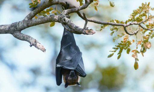 Nhiều thập kỷ trước, luôn có thể được nhìn thấy đàn dơi trên bầu trời vào buổi tối. Tại sao bây giờ loài dơi như đã tuyệt chủng? 
