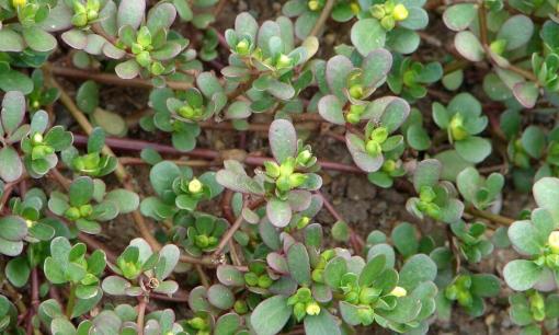 Vốn dĩ đây là “món ăn trường sinh”, một là nhuận tràng, hai là bảo vệ mắt, ba là hạ huyết áp, người trung niên và người cao tuổi nên ăn thường xuyê