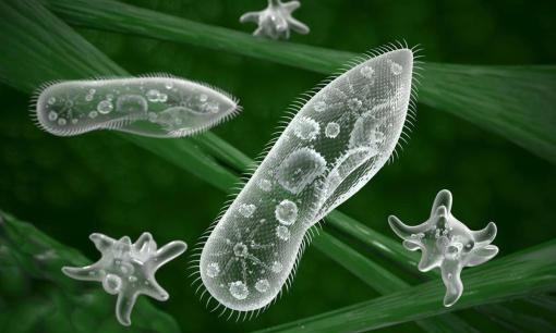 Nếu mặt trời tắt, con người sẽ bị diệt vong, nhưng một sinh vật có thể sống mãi mãi 