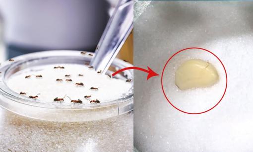 Lọ đường đầy kiến, làm theo những cách này đảm bảo kiến chạy sạch