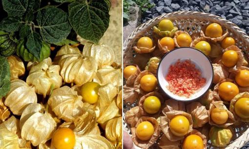 Loại quả dại mọc đầy đường, người dân thường chặt bỏ đi nay lại có giá bán cực đắt