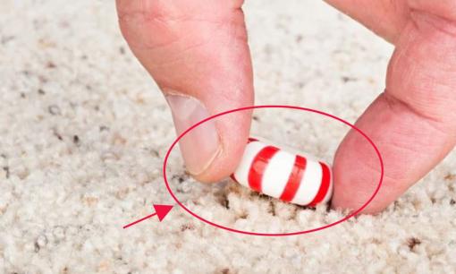 Đồ ăn rơi xuống đất 5 giây, có nên nhặt lên ăn tiếp? Lời khuyên từ chuyên gia 