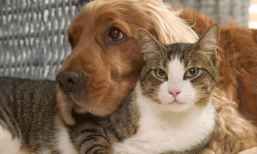 Ông bà nói cấm sai: “Phụ nữ tốt không nuôi chó, đàn ông tốt không nuôi mèo”