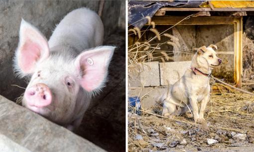 Người xưa ở quê nói: “Nuôi lợn không đẻ hai, nuôi chó không đẻ sáu”. Tại sao lại như vậy? 
