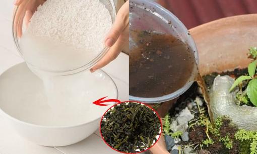 Dùng nước vo gạo ngâm với thứ này rồi đổ vào chậu cây, cây xanh tốt, cao lớn không kịp hãm