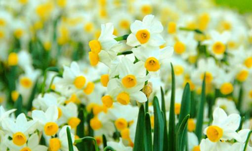 'Nhà có 4 loại hoa, không phú quý ắt gặp may', trồng thêm 2 cây thì nửa năm vượng phát, bén rễ nhanh chóng