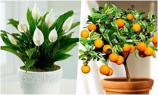 6 cây may mắn thịnh vượng, ưa nhìn, kháng bệnh đặt trong nhà sang chảnh
