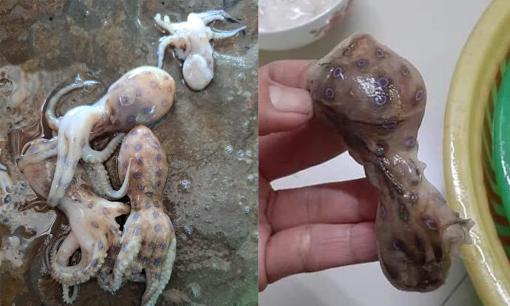 Thấy bạch tuộc có đốm xanh nên mua hay không? Người bán cảnh báo về loại bạch tuộc này